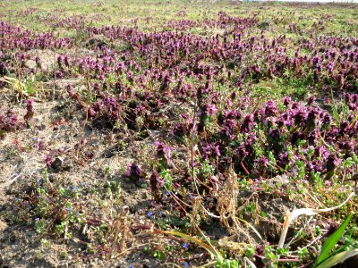20150320Lamium_purpureum4
