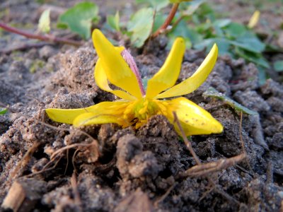 20150315Ficaria_verna1