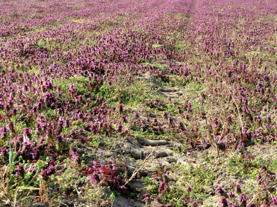 20150320Lamium_purpureum3