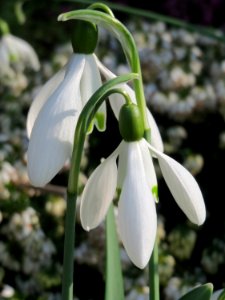 20150318Galanthus_nivalis2