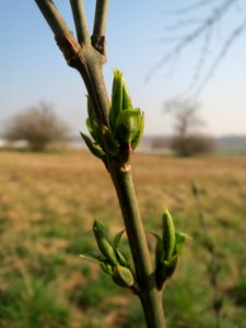 20150320Euonymus_europaeus2