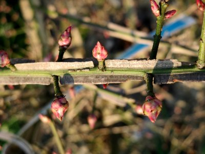 20150320Euonymus_alatus4