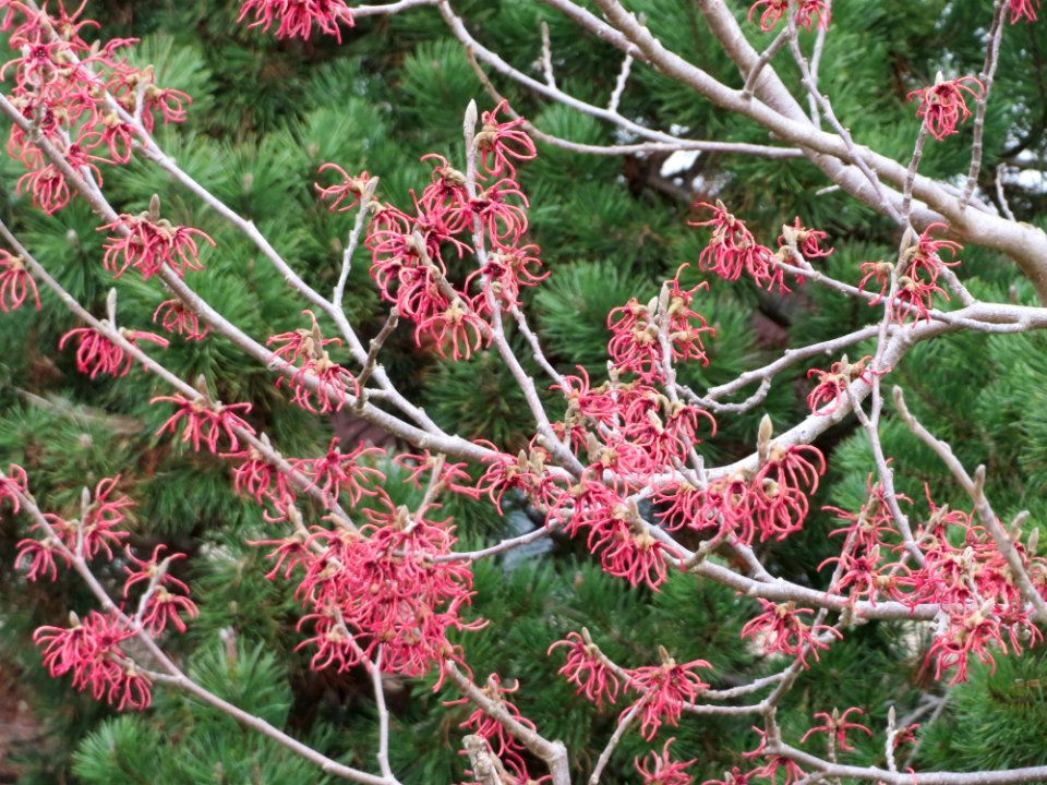 20150315Hamamelis_x_intermedia1