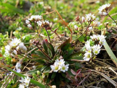 20150308Draba_verna01