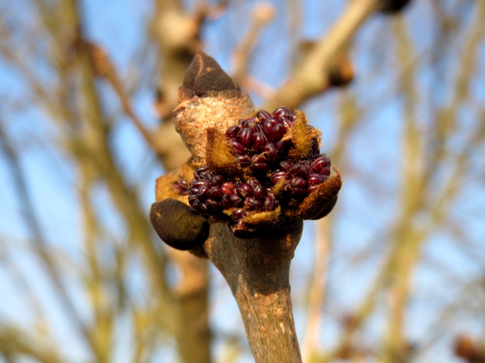 20150320Fraxinus_excelsior3