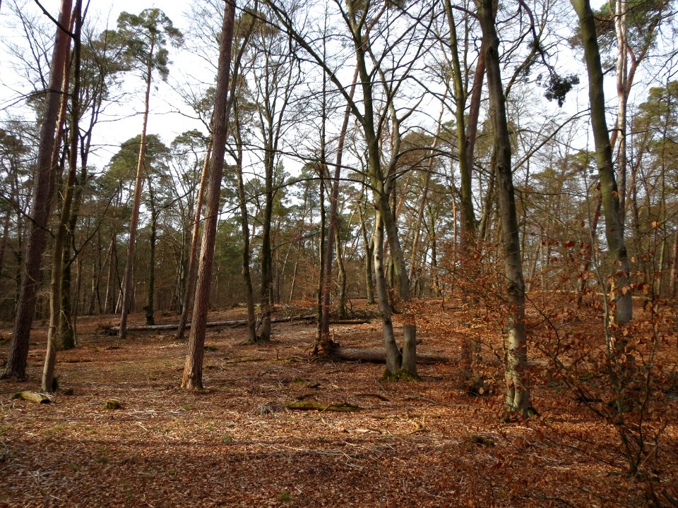 20150308Hoher_Stein3