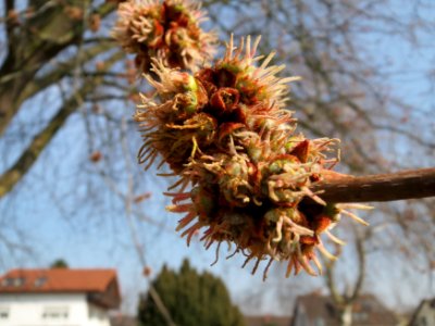 20150318Acer_saccharinum1
