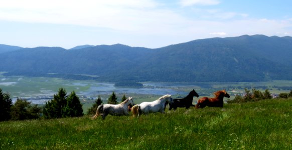 2015-5-Slivnica&Cerkniško_jezero_(9)