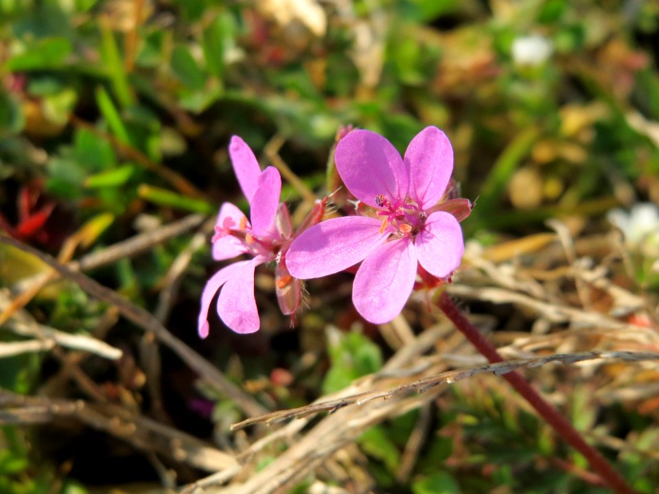 20150320Erodium_cicutarium5