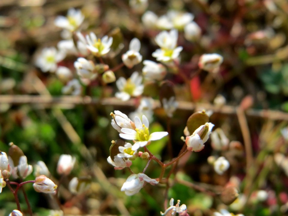 20150320Draba_verna2