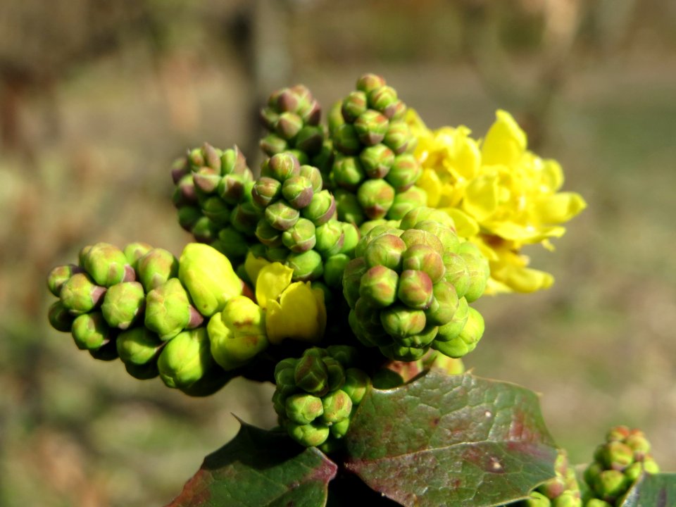 20150308Mahonia_aquifolium2