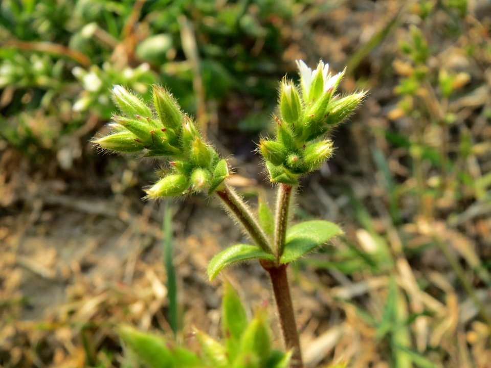 20150320Cerastium_glomeratum3