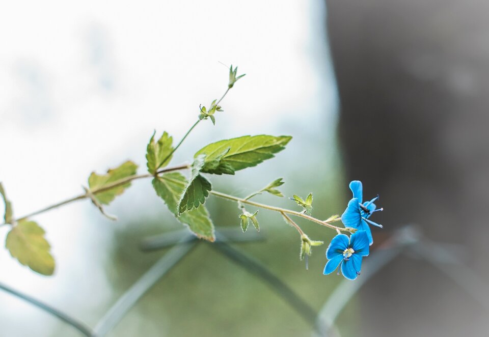 Flower blue summer