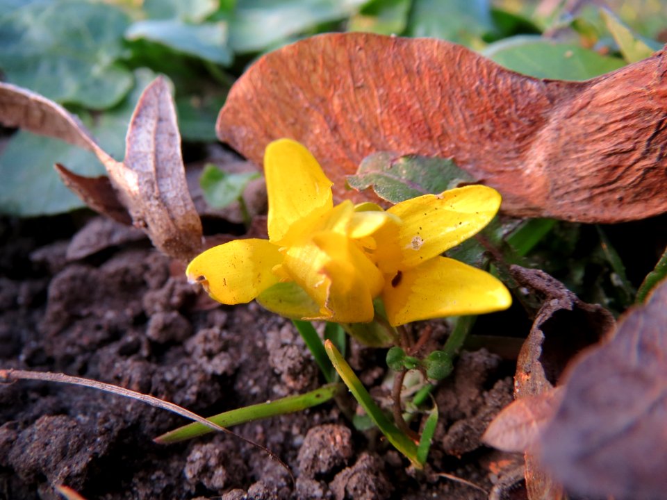 20150315Ficaria_verna2