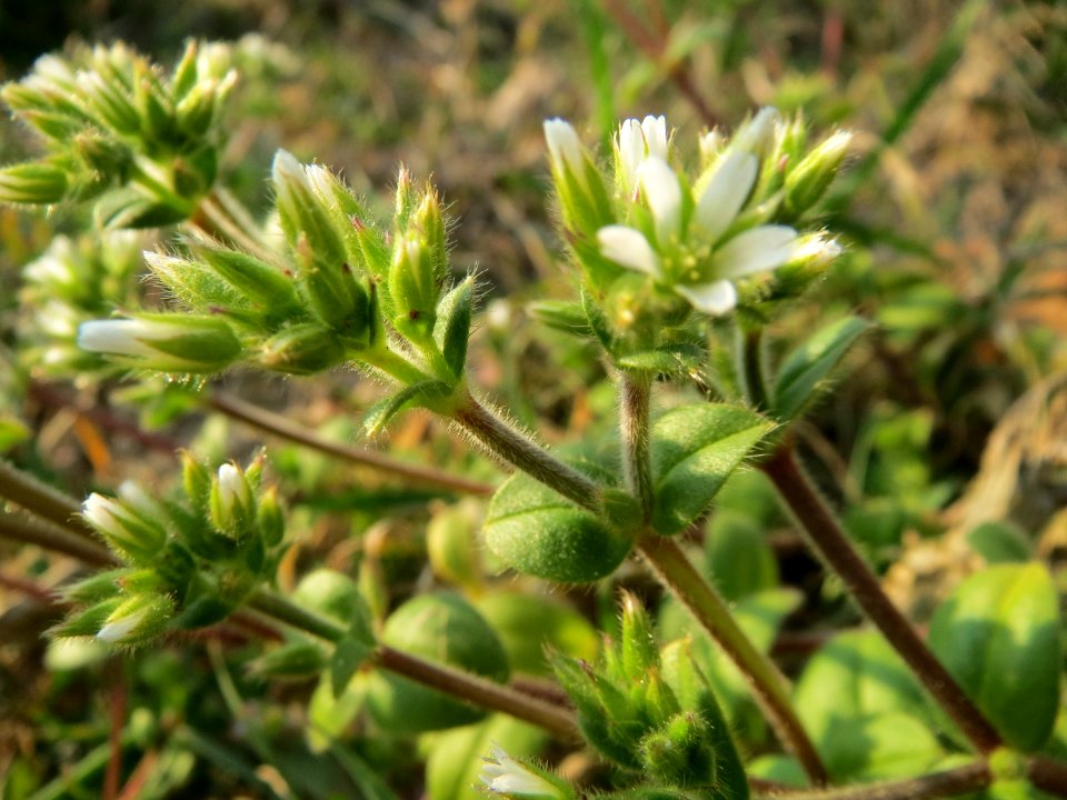 20150320Cerastium_glomeratum1