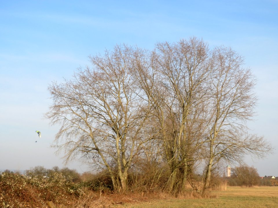 20150317Populus_tremula2