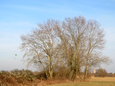 20150317Populus_tremula2