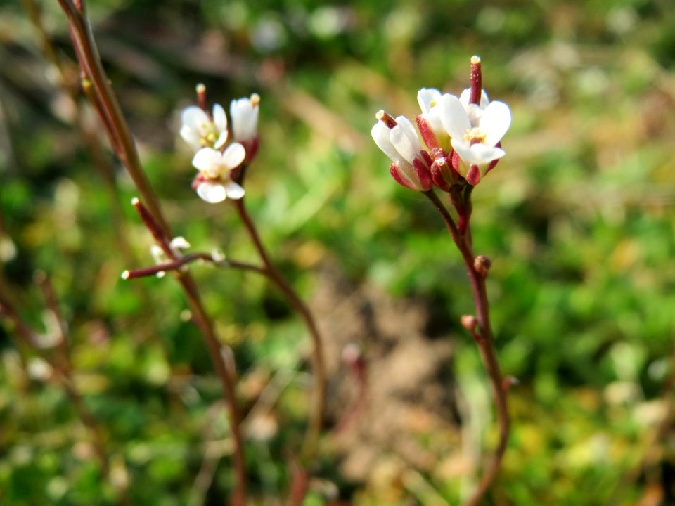 20150320Cardamine_hirsuta3