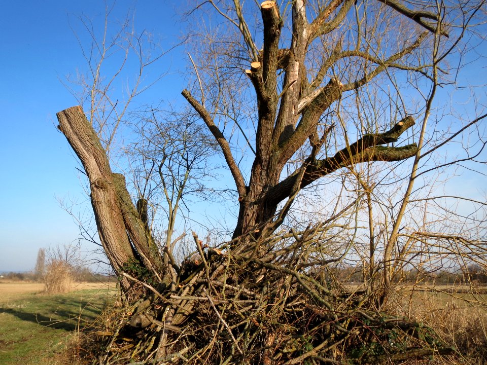 20150317Salix_alba4