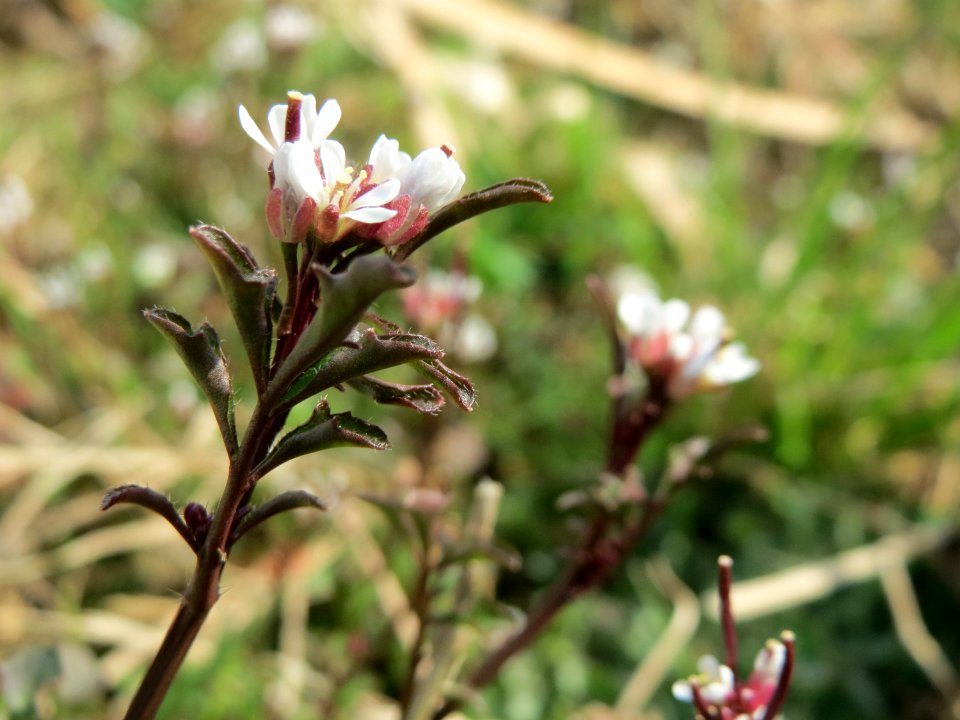 20150316Cardamine_hirsuta1