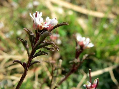 20150316Cardamine_hirsuta1