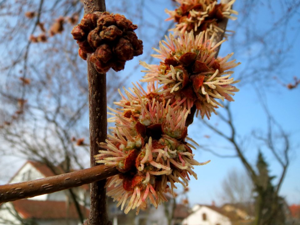 20150316Acer_saccharinum5