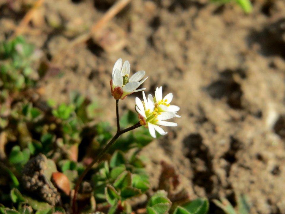 20150318Draba_verna5