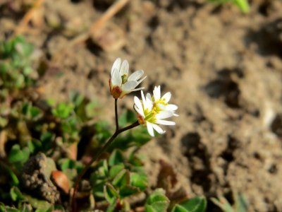 20150318Draba_verna5