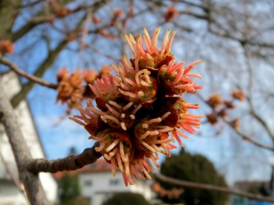 20150316Acer_saccharinum3