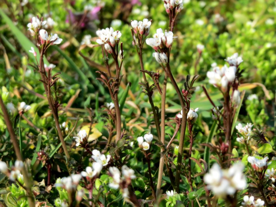 20150318Cardamine_hirsuta5