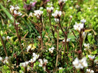 20150318Cardamine_hirsuta5