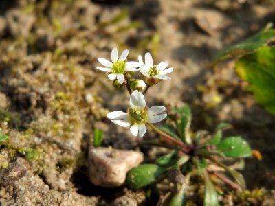 20150318Draba_verna4