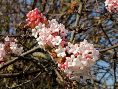 20150318Viburnum_x_bodnantense3