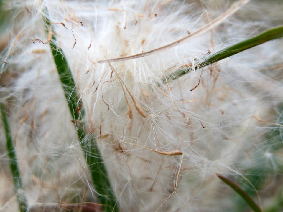 20150315Typha_latifolia8
