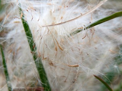 20150315Typha_latifolia8