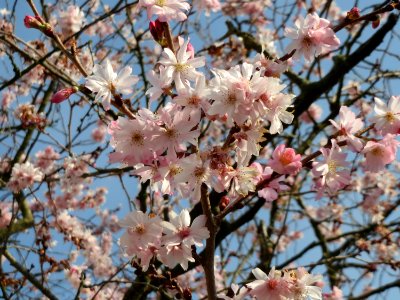 20150318Prunus_serrulata4