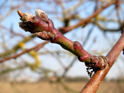 20150319Prunus_dulcis3