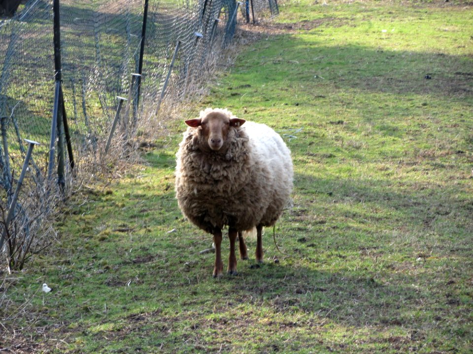 20150318Schafe_Hockenheim4