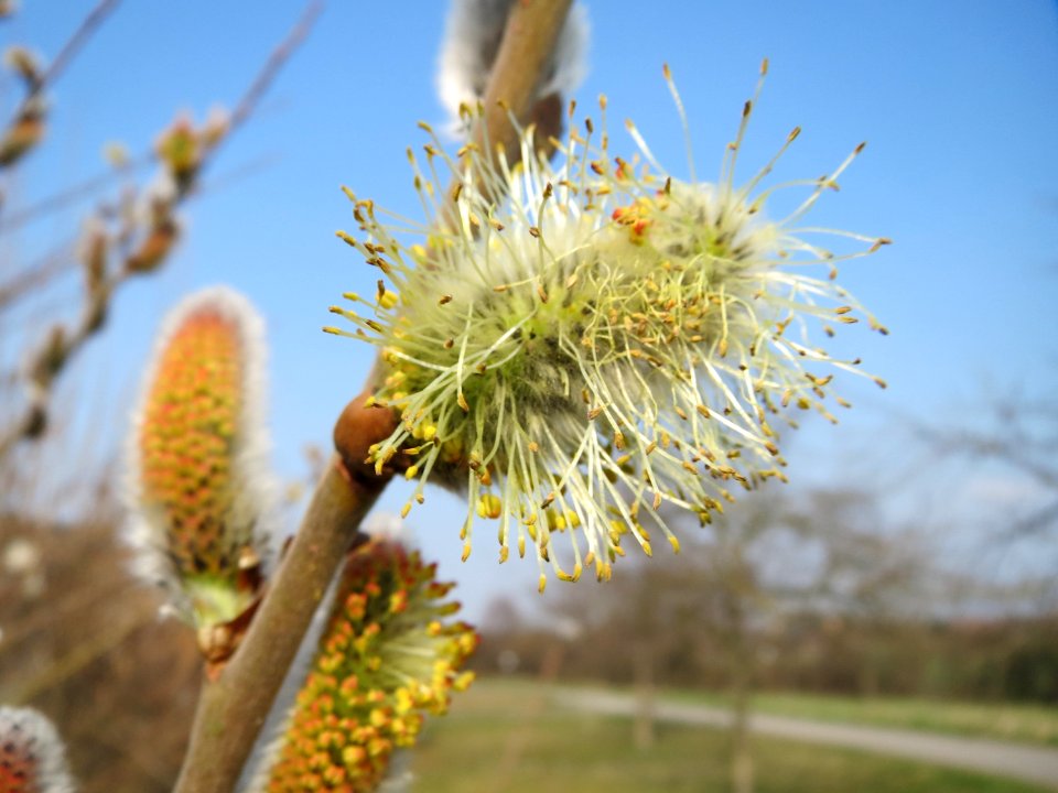 20150319Salix_caprea3