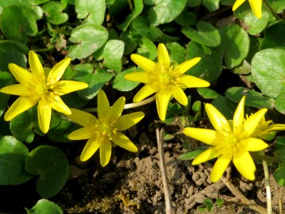 20150318Ficaria_verna2