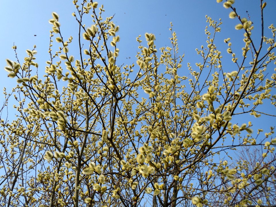 20150319Salix_caprea1