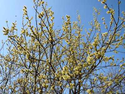 20150319Salix_caprea1