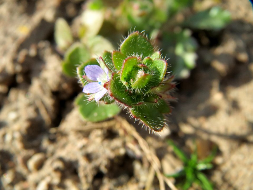 20150317Veronica_hederifolia3