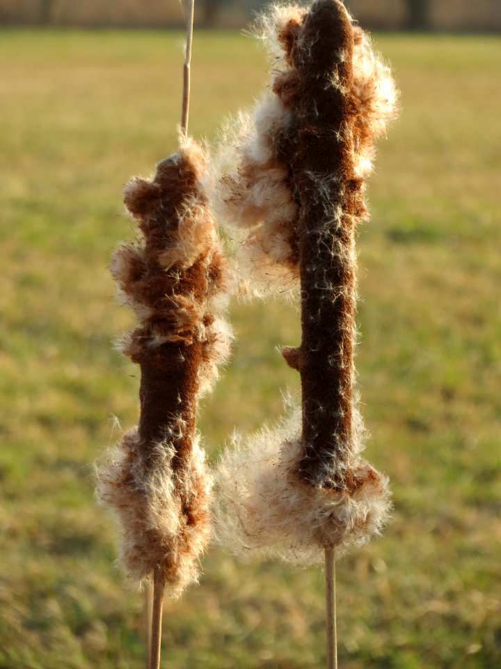 20150317Typha_latifolia2