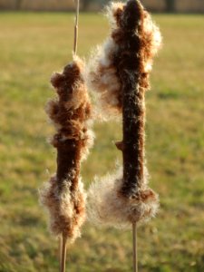 20150317Typha_latifolia2
