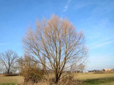 20150317Salix_alba1