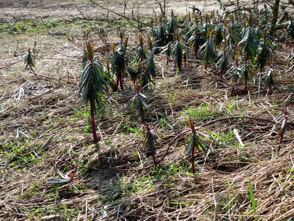 20150316Euphorbia_lathyris1