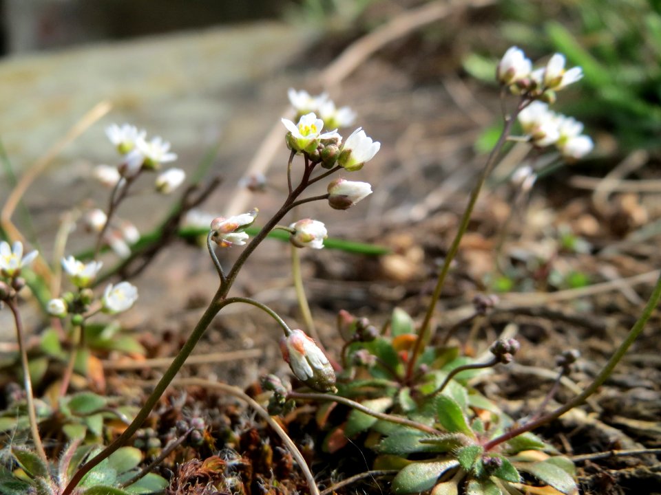20150316Draba_verna1