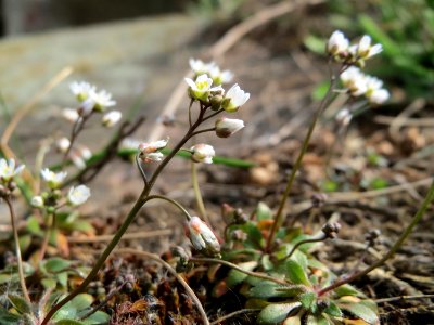20150316Draba_verna1
