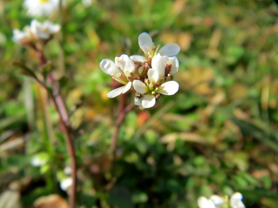 20150318Cardamine_hirsuta2